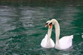 Swan couple on the river Limmat in Zurich