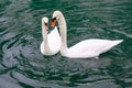 Swan couple on the river Limmat in Zurich