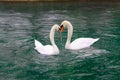 Swan couple on the river Limmat in Zurich