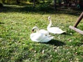 Swan couple - two swans in grass Royalty Free Stock Photo