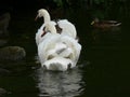 Swan couple on the water