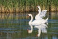 Swan couple waving wings