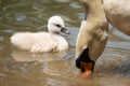 Swan cub Royalty Free Stock Photo