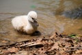 Swan cub Royalty Free Stock Photo