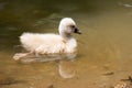 Swan cub Royalty Free Stock Photo