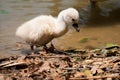 Swan cub Royalty Free Stock Photo