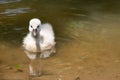 Swan cub Royalty Free Stock Photo