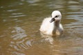 Swan cub Royalty Free Stock Photo