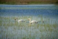 Swan with cubs swims in the Danube Delta Royalty Free Stock Photo