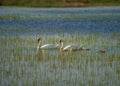 Swan with Cubs swims in the Danube Delta Royalty Free Stock Photo