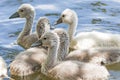 Swan cygnet Royalty Free Stock Photo