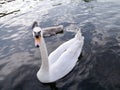 Swan with cygnet behind on water Royalty Free Stock Photo