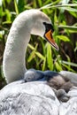 A Swan and Cygnet