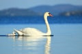 Swan and cygnet on the lake Royalty Free Stock Photo