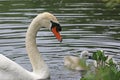 Swan and Cygnet in a lake