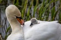 A Swan with a Cygnet Nuzzled Beneath her Feathers