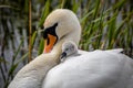 A Swan with a Cygnet Nuzzled Beneath her Feathers