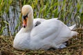 A Swan with a Cygnet Nuzzled Beneath her Feathers