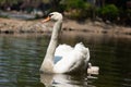 Swan and cygnet Royalty Free Stock Photo