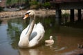 Swan and cygnet Royalty Free Stock Photo