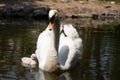 Swan and cygnet Royalty Free Stock Photo