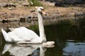 Swan and cygnet Royalty Free Stock Photo