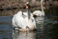 Swan and cygnet Royalty Free Stock Photo