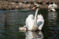 Swan and cygnet Royalty Free Stock Photo