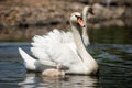 Swan and cygnet Royalty Free Stock Photo