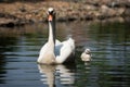 Swan and cygnet Royalty Free Stock Photo
