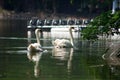 Swan and cygnet Royalty Free Stock Photo