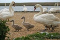 Swan and cygnets Royalty Free Stock Photo