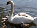 Swan and Cygnets Royalty Free Stock Photo