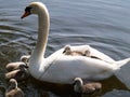 Swan and Cygnets