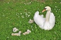 Swan and Cygnets (Anserinae)