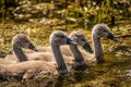 Swan cygnets babies in Danube Delta Royalty Free Stock Photo