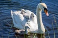 A Swan and Cygnets