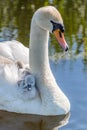 A Swan and Cygnets