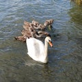 Swan and cygnets on the Tisza lake 1 Royalty Free Stock Photo