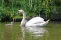 Swan and cygnets on the Tiverton Canal Royalty Free Stock Photo