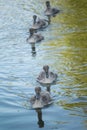 Swan cygnets - ugly ducklings Royalty Free Stock Photo