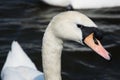 Swan (Cygnini)