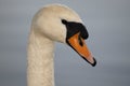 Swan - cygnini