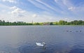 Swan cygnus anatidae and Geese Branta canadensis Royalty Free Stock Photo