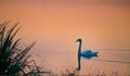 Swan on lake