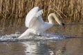 Swan Cygnus olor landing in the marshes of the Ampurdan Royalty Free Stock Photo