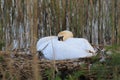 A swan, Cygnus, sitting on hist nest that has been build between the reeds around a small lake