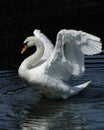 Swan Dance Royalty Free Stock Photo