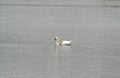 Swan dance of love Royalty Free Stock Photo