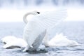 Swan dance Royalty Free Stock Photo